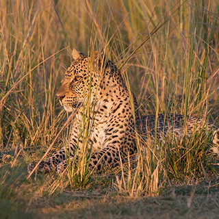 South Luangwa - Leopard